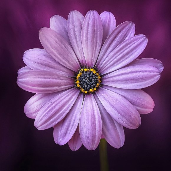 Your Posh Ambassador Goal: - Picture 2 of 2